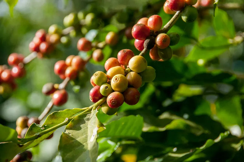 Kahve Eğitimi: Arabica ve Robusta Çekirdekleri Arasındaki Fark